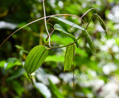 Passiflora chelidonea