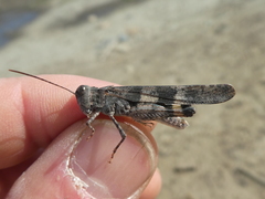 Trimerotropis fontana