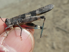 Trimerotropis fontana