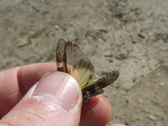 Trimerotropis fontana