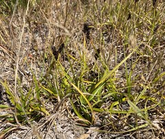 Carex pansa
