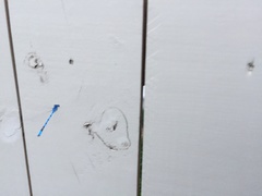 Enallagma doubledayi