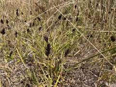 Carex pansa
