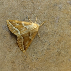 Odontopera kametaria