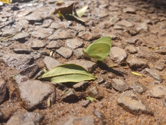 Pseudopieris nehemia