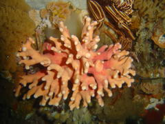Stylaster nobilis