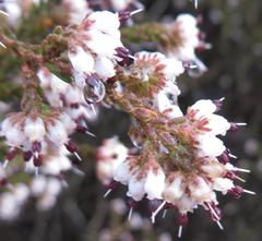 Erica ericoides