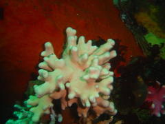 Stylaster nobilis