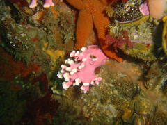 Stylaster nobilis