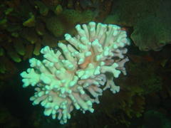 Stylaster nobilis