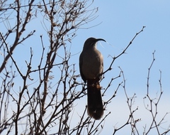 Toxostoma crissale