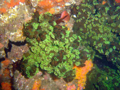 Tubastraea