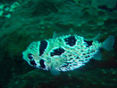 Diodon liturosus