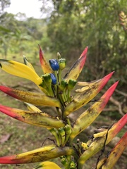 Heliconia hirsuta