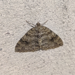 Atopophysa indistincta