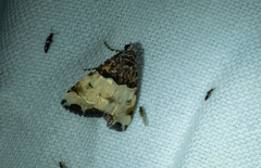 Cobubatha dividua