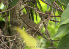 Diglossa albilatera