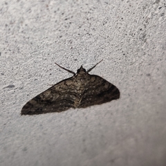 Atopophysa indistincta