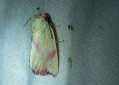 Thurberiphaga diffusa