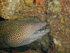 Gymnothorax favagineus