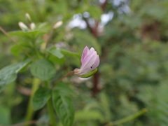 Cleome rutidosperma