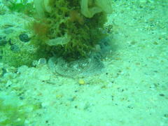 Pleurobranchaea bubala