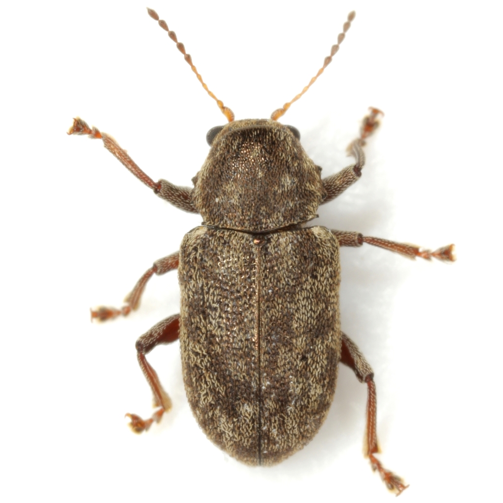 Myochrous