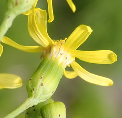 Senecio burchellii