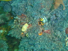 Polycera capensis