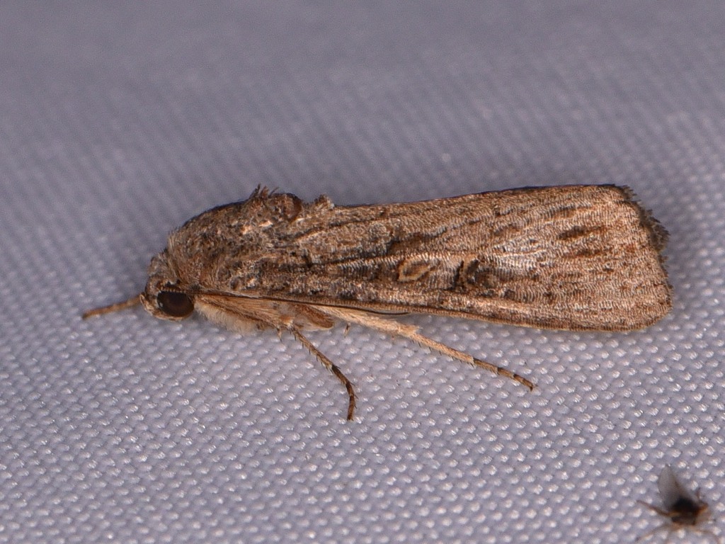 Fall Armyworm Moth from Williamson County, TX, USA on August 30, 2021 ...