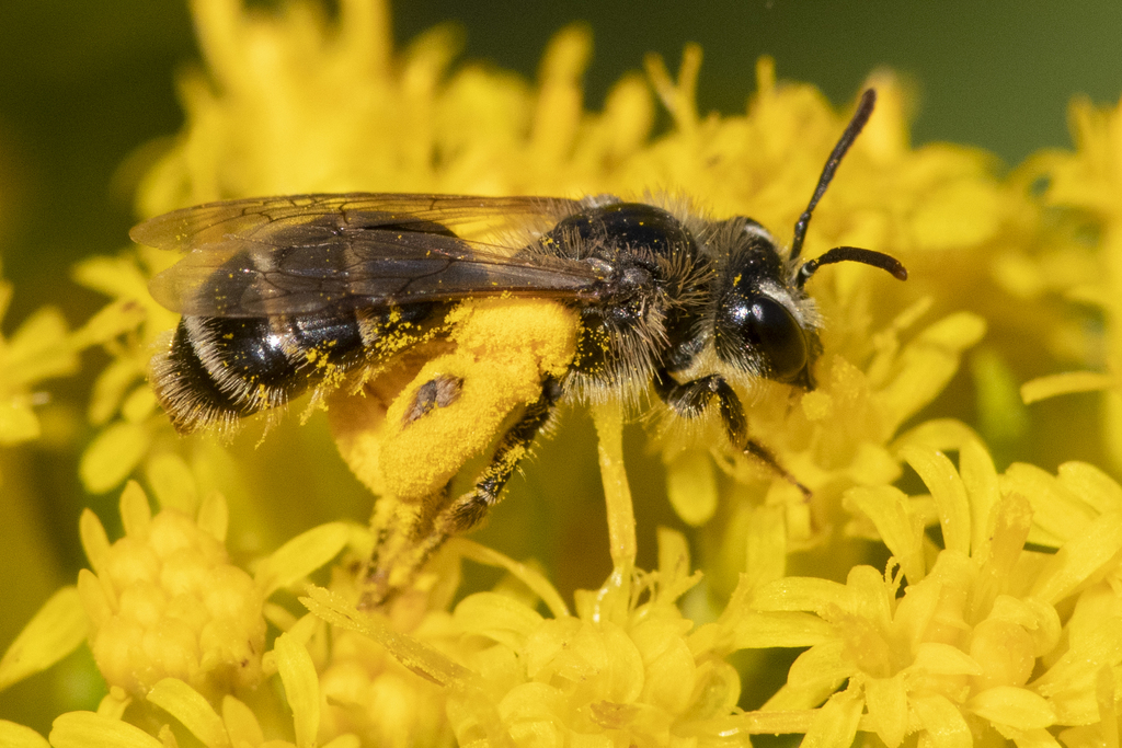 Miner, Fairy, Allied Panurgine, and Oxaeine Bees