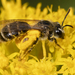 Mining Bees - Photo (c) Denis Doucet, some rights reserved (CC BY-NC), uploaded by Denis Doucet