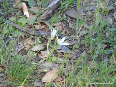 Ornithogalum baeticum