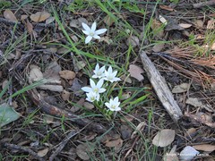 Ornithogalum baeticum