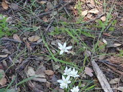 Ornithogalum baeticum