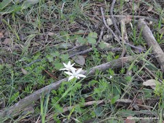 Ornithogalum baeticum