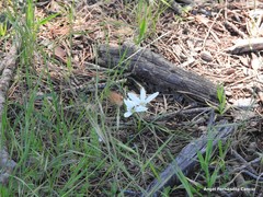 Ornithogalum baeticum