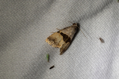 Cobubatha lixiva