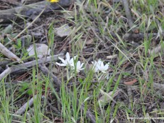 Ornithogalum baeticum