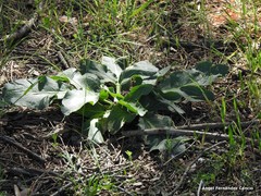 Ornithogalum baeticum