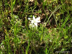 Ornithogalum baeticum