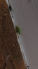 Meconema thalassinum