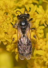 Andrena canadensis