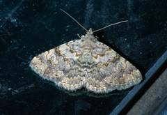 Zenophleps obscurata