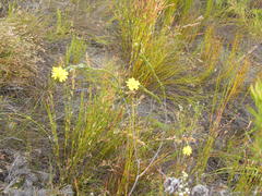 Lachnaea aurea