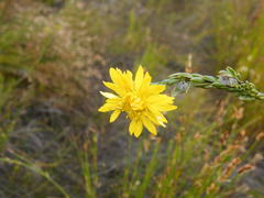Lachnaea aurea