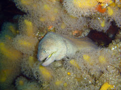 Gymnothorax nudivomer