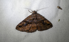 Zaleops umbrina