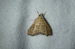 Scybalistodes vermiculalis