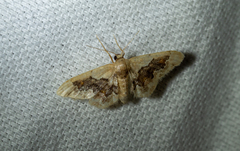 Idaea gemmata